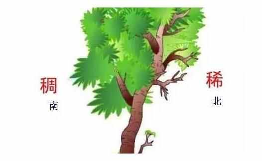 如果你在野外迷了路，先別急，好好利用這些大自然的指南針