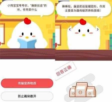 藕斷絲連的絲作用是什么？是傳輸營業(yè)物質(zhì)還是防止藕塊散開