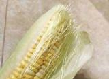 今日更新玉米須煮水（玉米須煮水什么功效）