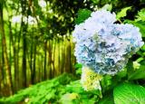 今日更新莫干山自駕游（莫干山3天2晚自駕游全攻略）