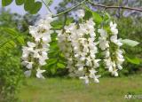 今日更新槐花怎么吃（槐花）