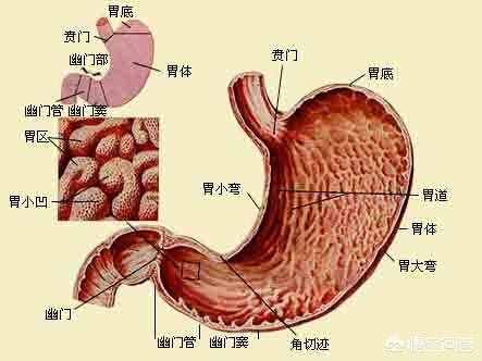 人的胃在身體的左邊還是右邊，你分的清楚嗎？