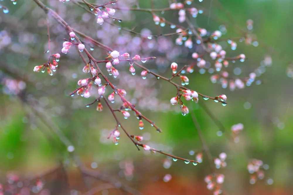 詩文中國丨好雨知時節(jié)當(dāng)春乃發(fā)生/唐-杜甫《春夜喜雨》