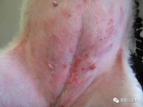 狗狗得了真菌性皮膚病該怎么辦？