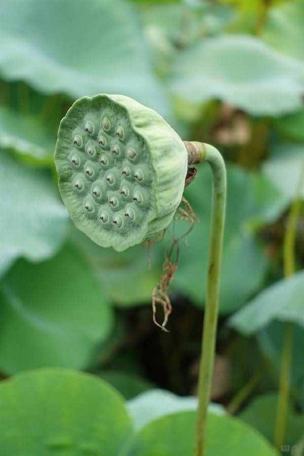 夏季中醫(yī)食療養(yǎng)生篇：蓮子