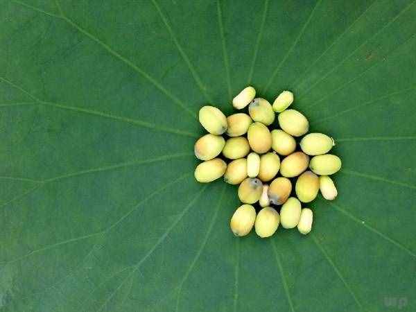 夏季中醫(yī)食療養(yǎng)生篇:蓮子