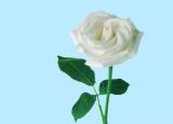 今日更新白色玫瑰花語（白玫瑰花語是什么）