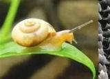 今日更新蝸牛有多少顆牙齒（蝸牛）