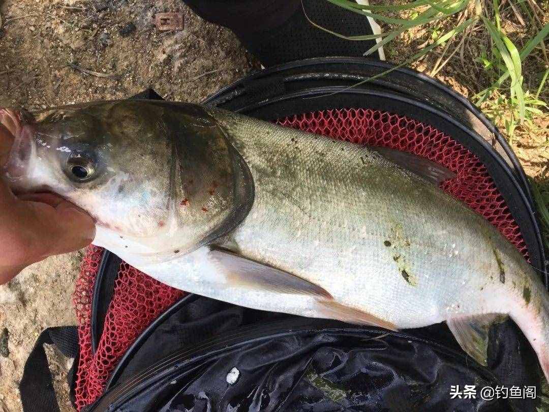 學(xué)釣鰱鳙從這篇文章開始，調(diào)漂、開餌、抓口都給你講明白