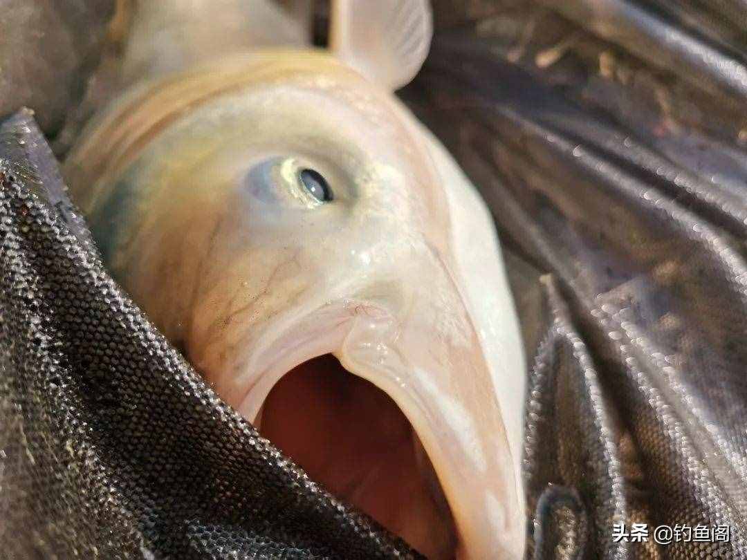 學(xué)釣鰱鳙從這篇文章開始，調(diào)漂、開餌、抓口都給你講明白