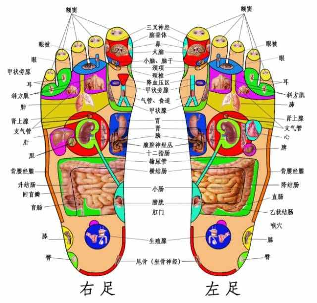 實(shí)用足底分布反射區(qū)