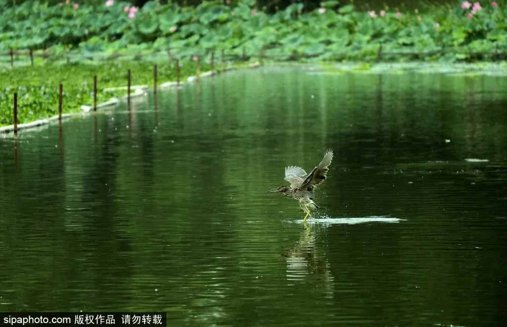 全部免費(fèi)！北京這些公園人少景美，還能放風(fēng)箏！假期去正好！