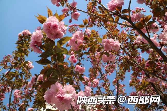 春天里的陜西｜漢中漢臺區(qū)：校園滿春色