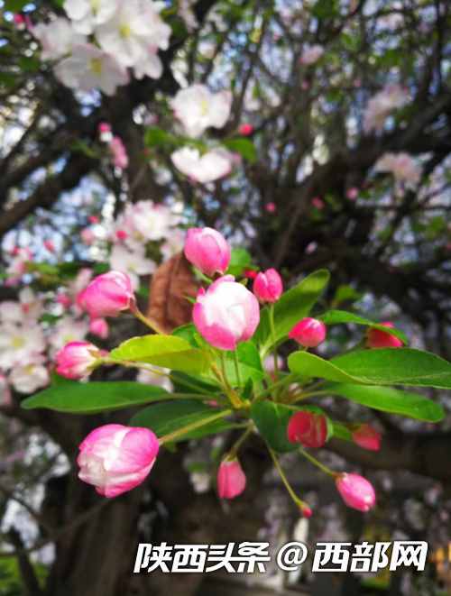 春天里的陜西｜漢中漢臺區(qū)：校園滿春色