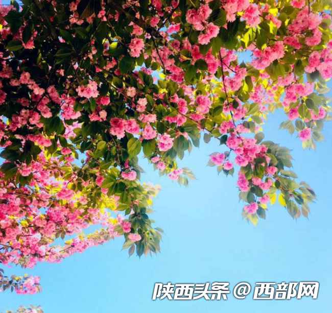 春天里的陜西｜漢中漢臺區(qū)：校園滿春色