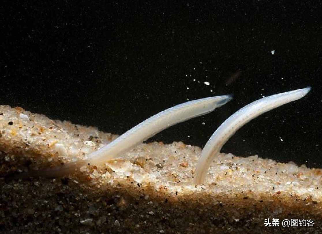 文昌魚：因朱熹而得名，在地球上存在了5億年，是生物“活化石”