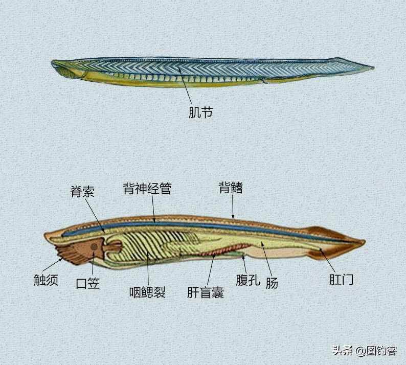 文昌魚：因朱熹而得名，在地球上存在了5億年，是生物“活化石”