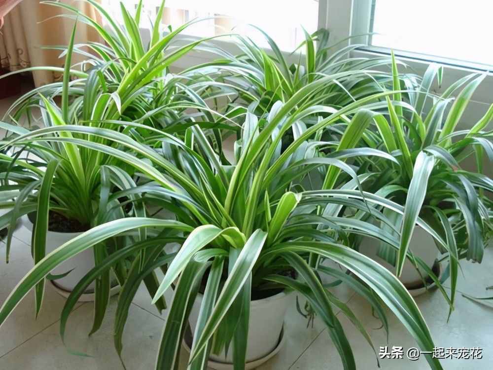 5種盆栽植物，養(yǎng)護(hù)省心，比綠蘿還好養(yǎng)，適合新手