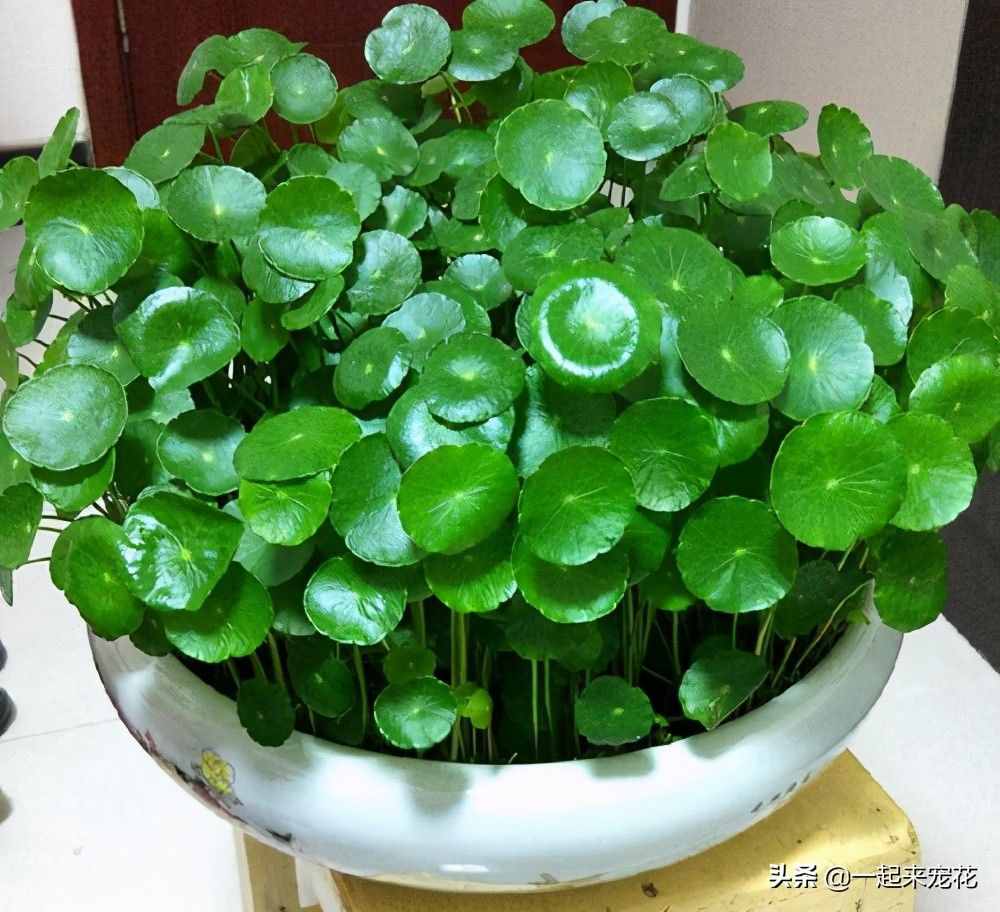 5種盆栽植物，養(yǎng)護(hù)省心，比綠蘿還好養(yǎng)，適合新手