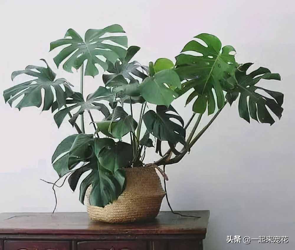 5種盆栽植物，養(yǎng)護(hù)省心，比綠蘿還好養(yǎng)，適合新手