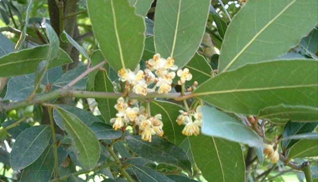 做調(diào)料的香葉是什么樹的葉子，在哪里可以種植？