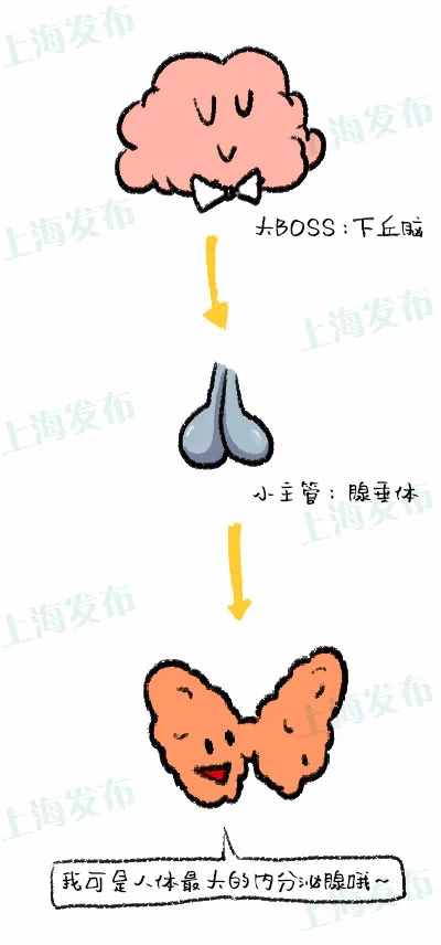 【醫(yī)聊】甲狀腺出了BUG：有人亢奮，有人消沉