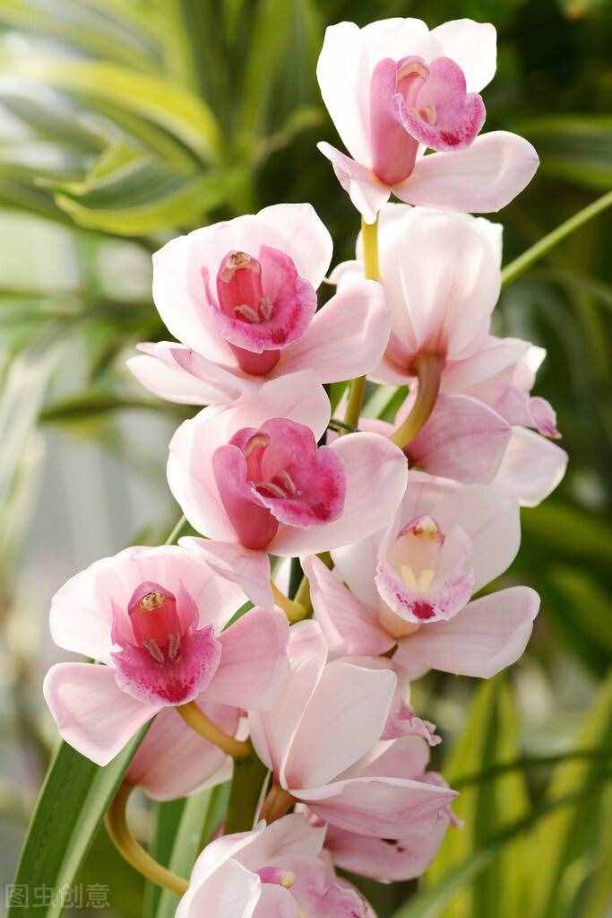 好看的“年味花”清單，花開的時(shí)候，年就近了