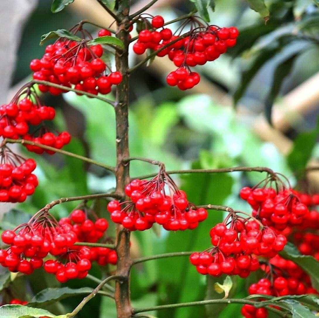 好看的“年味花”清單，花開的時(shí)候，年就近了