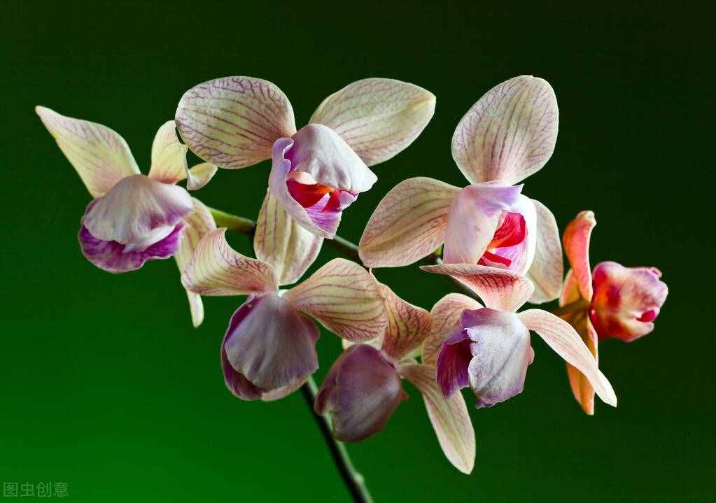 好看的“年味花”清單，花開的時(shí)候，年就近了