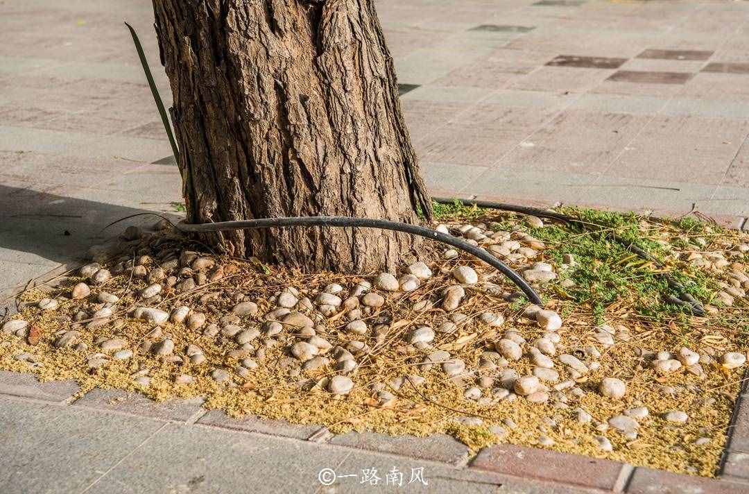 中東第一土豪國迪拜，幾乎不會(huì)下雨，各種植物卻生機(jī)勃勃