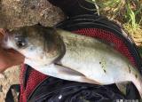 今日更新白鰱魚為什么那么便宜(釣白鰱花鰱正確釣法)