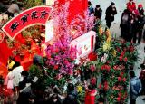 今日更新春節(jié)花卉（好看的年味花清單）