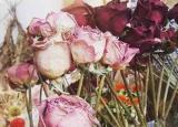 今日更新玫瑰干花（玫瑰干花制作方法）