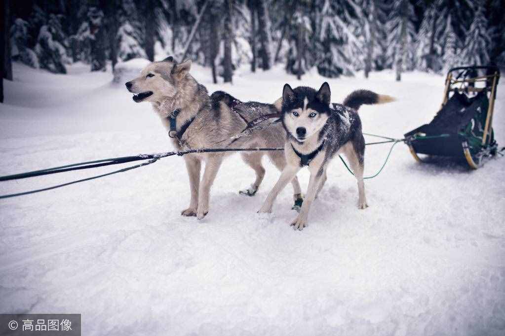 傲立于冰天雪地的風(fēng)之子，你家里可能就養(yǎng)著一只