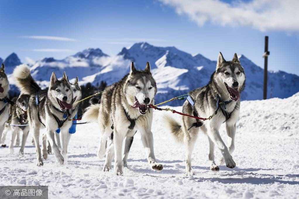 傲立于冰天雪地的風(fēng)之子，你家里可能就養(yǎng)著一只
