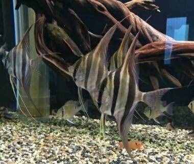比較容易飼養(yǎng)的燕魚品種，這些大家可以買！