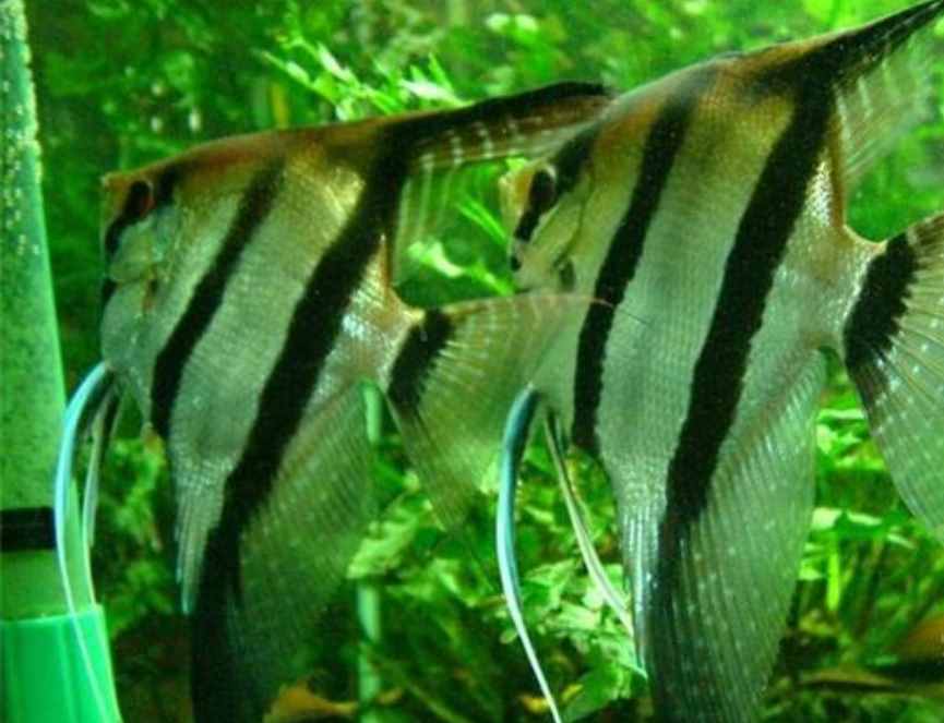 比較容易飼養(yǎng)的燕魚品種，這些大家可以買！