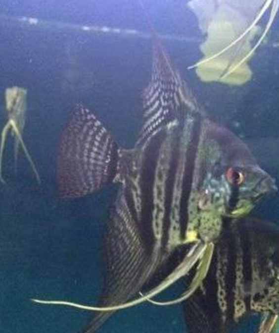 比較容易飼養(yǎng)的燕魚品種，這些大家可以買！