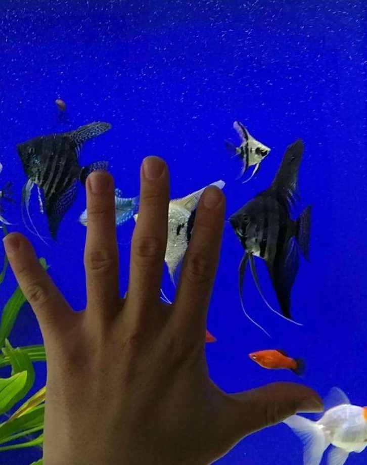 比較容易飼養(yǎng)的燕魚品種，這些大家可以買！