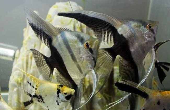 比較容易飼養(yǎng)的燕魚品種，這些大家可以買！