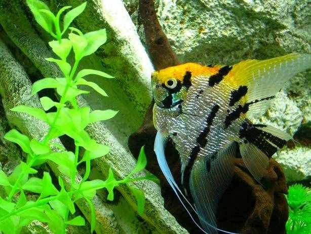 比較容易飼養(yǎng)的燕魚品種，這些大家可以買！