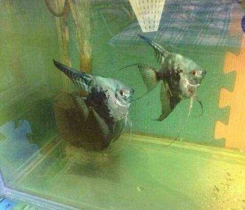 比較容易飼養(yǎng)的燕魚品種，這些大家可以買！