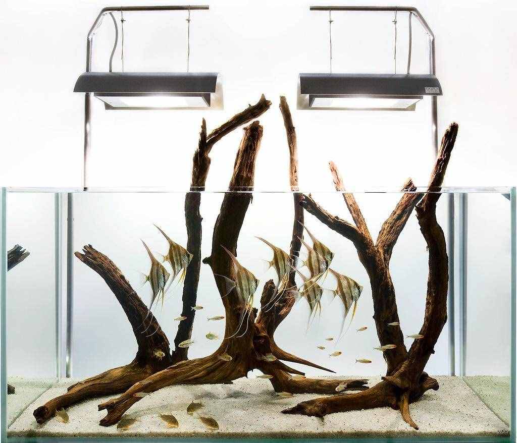 比較容易飼養(yǎng)的燕魚品種，這些大家可以買！
