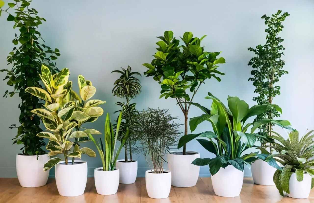 寓意好的5種花，清新又高雅，適合打造簡(jiǎn)約、時(shí)尚的家居