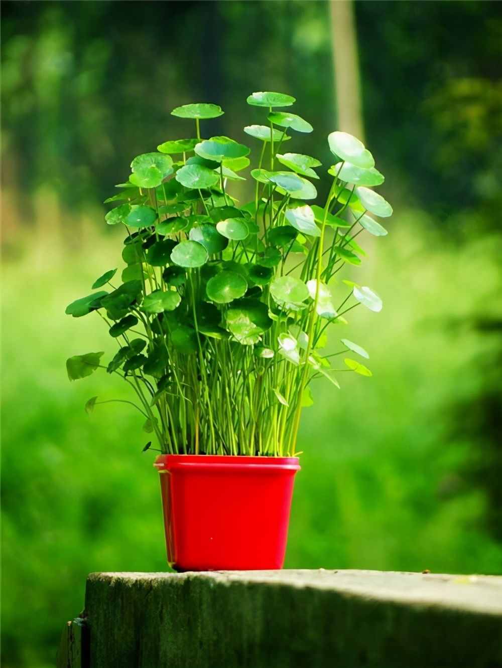 寓意好的5種花，清新又高雅，適合打造簡(jiǎn)約、時(shí)尚的家居