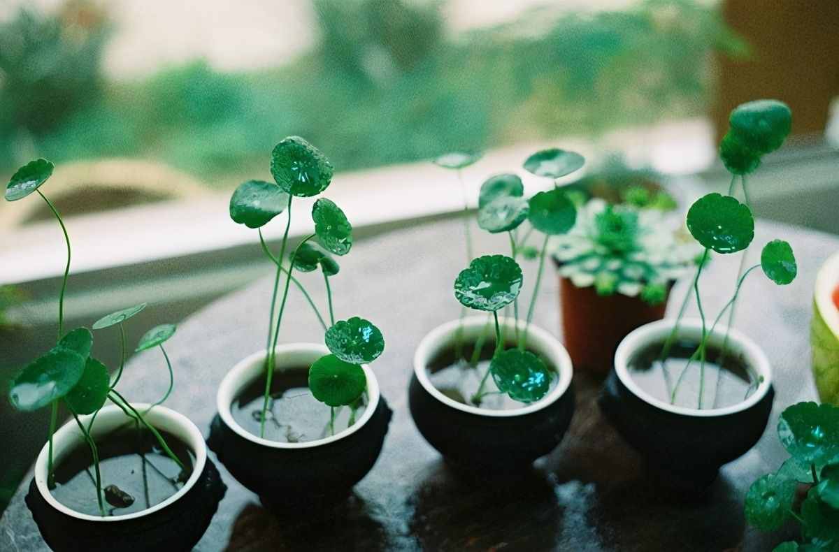 寓意好的5種花，清新又高雅，適合打造簡(jiǎn)約、時(shí)尚的家居