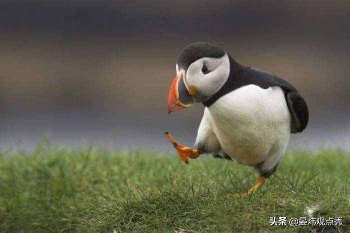 萌萌的海鸚 可不止是像“表情包”那么簡單