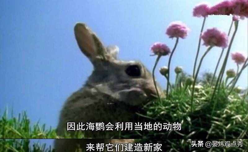 萌萌的海鸚 可不止是像“表情包”那么簡單