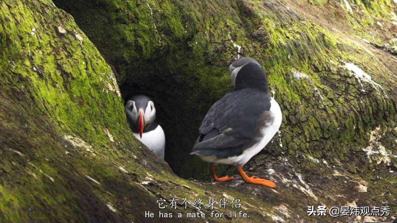 萌萌的海鸚 可不止是像“表情包”那么簡單