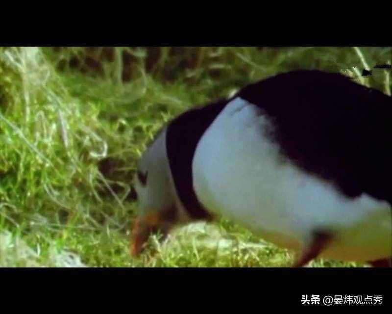萌萌的海鸚 可不止是像“表情包”那么簡單